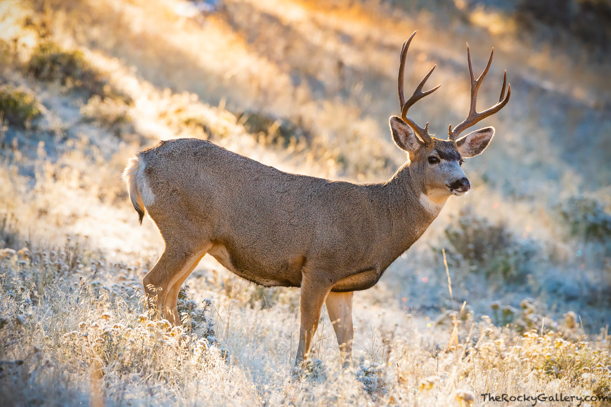 As the sun crests a rise in Moraine Park on a cool autumn morning, a stunning Mule Deer Buck alertly scans the hillside assessing...