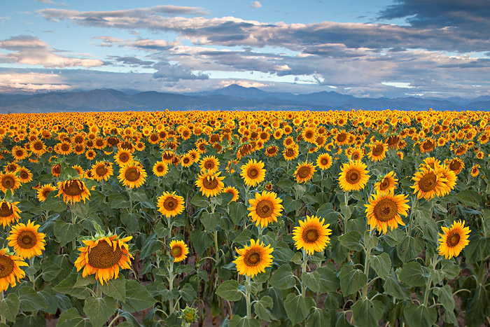 A beautiful sky hangs over a large field of Sunflowers near Longmont, Colorado. The sun daples light on and off the peaks as...