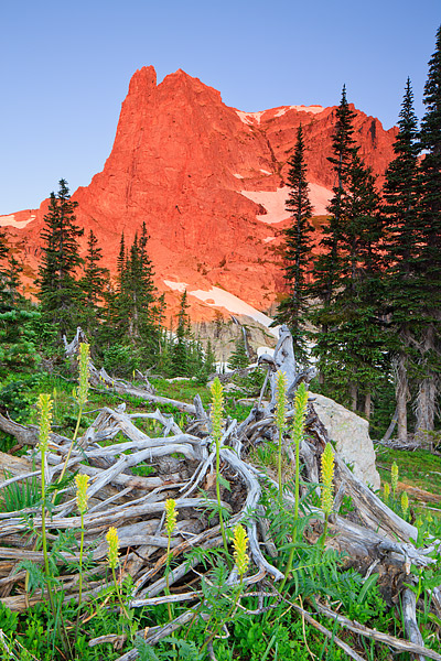 Yellow Bracted Lousewort&nbsp;blooms&nbsp;from the skeleton of a pine tree below Notchtop Mountain in Rocky Mountain National...