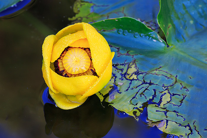 Every year from late June until early August, Pond Lilies bloom on the surface of Nymph Lake. The Pond Lilies which bloom only...