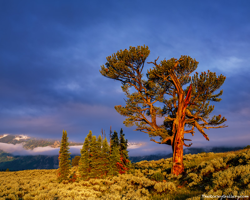 The Old Patriarch stands proudly along the base of the Grand Teton Mountains. This icon of the Grand Teton National Park is a...