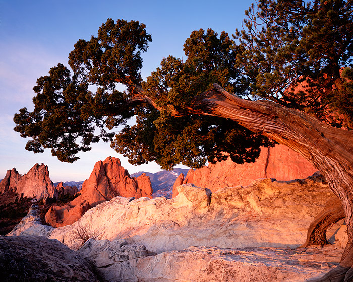 A one seed Juniper perfectly frames Gateway rock in Colorado Springs Garden of the Gods Park. These beautiful Juniper trees can...