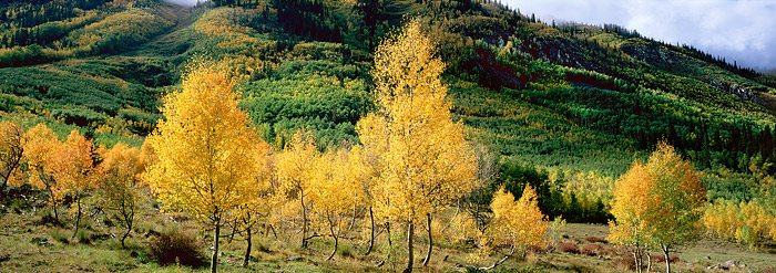 Fall Aspens shimmer in the backlighting as a weather moves out and allows the Sun to peak through. These stunted Aspen trees...