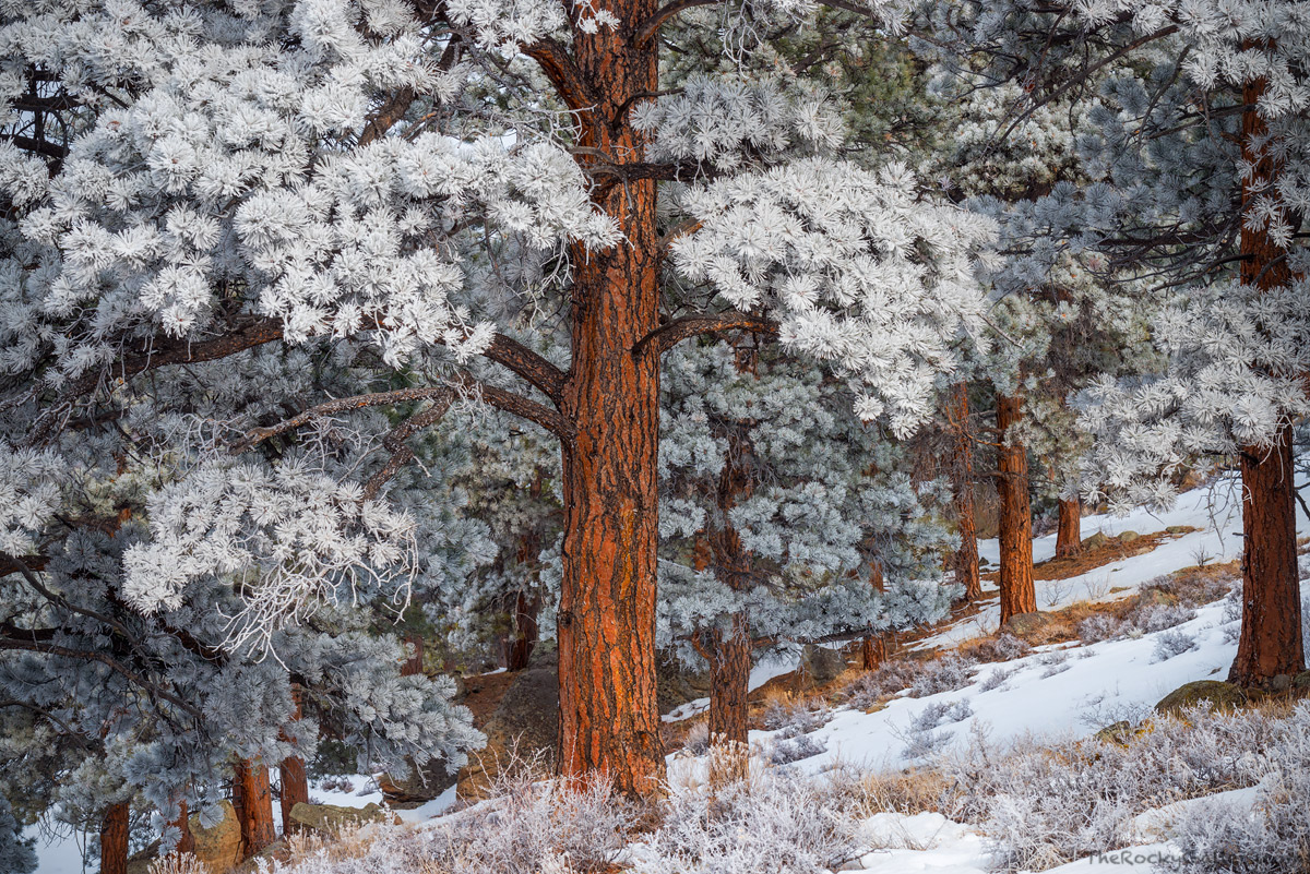 Ponderosa Pines on the slopes of Deer Mountain are covered in a thick frost after an upslope wind blew through the forests of...