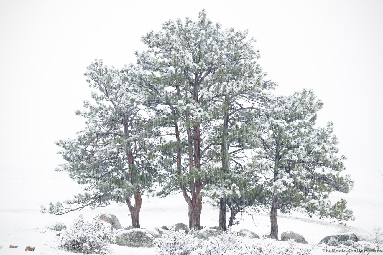 A perfectly symmetrical set of Ponderosa Pines weather a May snowstorm on the west end of Moraine Park. The perfect symmetry...