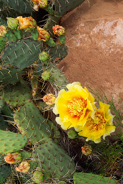 Prickly Pear cactus bloom amongst the sandstone outcrops along the Colorado River just outside of Moab, Utah. Prickly pear cactus...