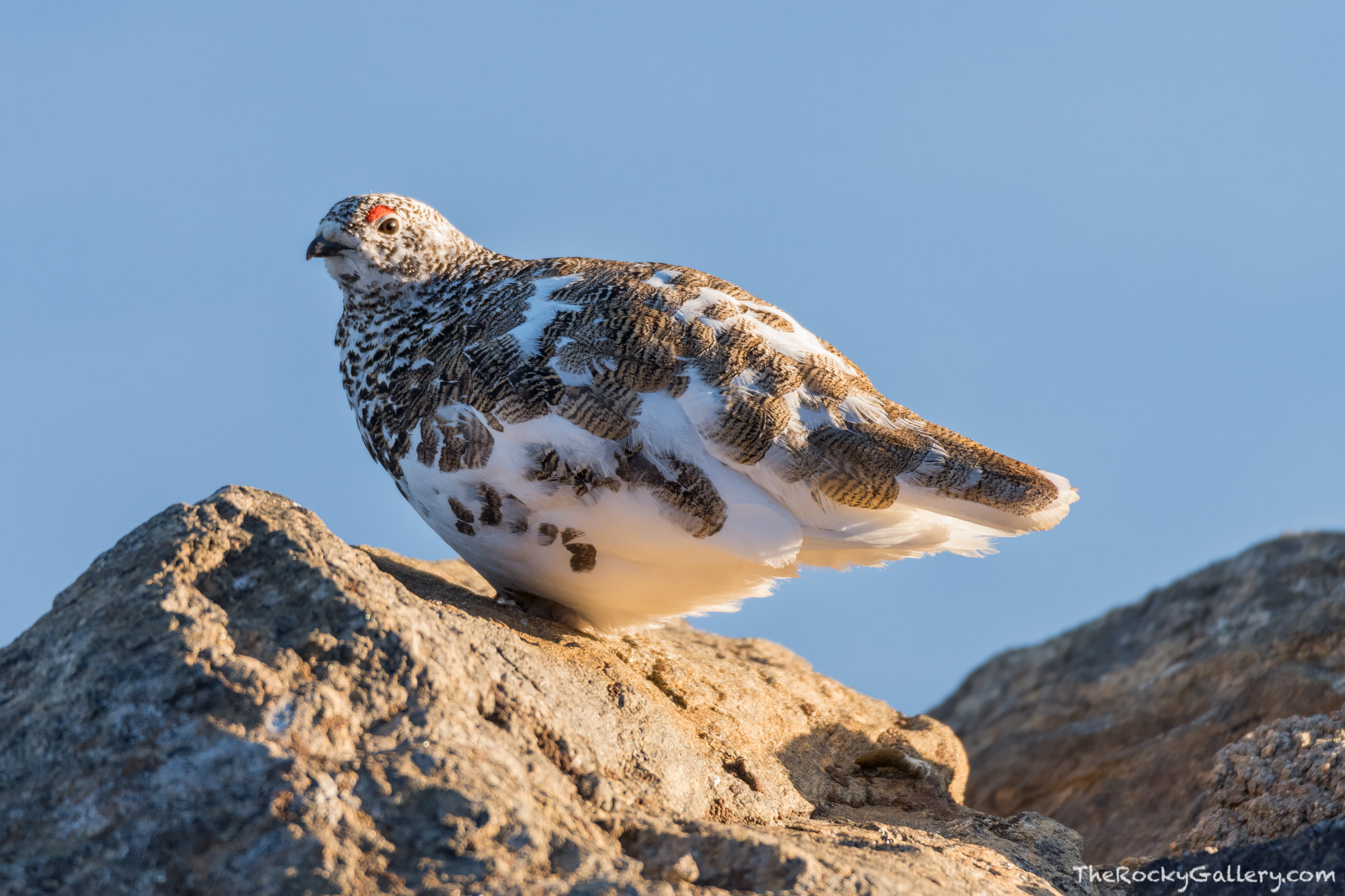 One of the coolest birds in Rocky Mountain National Park is the White Tailed Ptarmigan. These birds are often found above timberline...