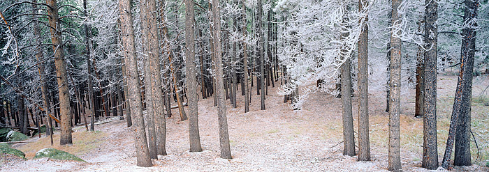 Rime Ice and a dusting of snow coats the Lodgepole Pines along Glacier Creek in Rocky Mountain National Park. Lodgepole Pines...