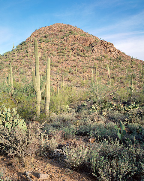Saguaro cactus dot the hillside of Saguaro, National Park in Tucson, Arizona. Contrary to popular opinion, the Sonoran Desert...