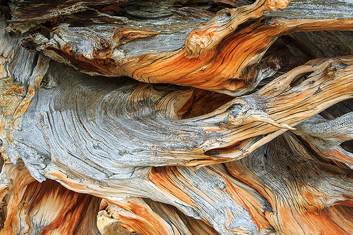 The exposed ridges and meadows of Rocky Mountain National Park are dotted with these beautiful tree snags. The high winds, sun...