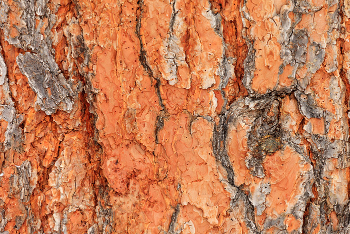 The vibrant red bark of a Ponderosa Pine makes for a great detailed photography subject. Combine that with the awesome texture...