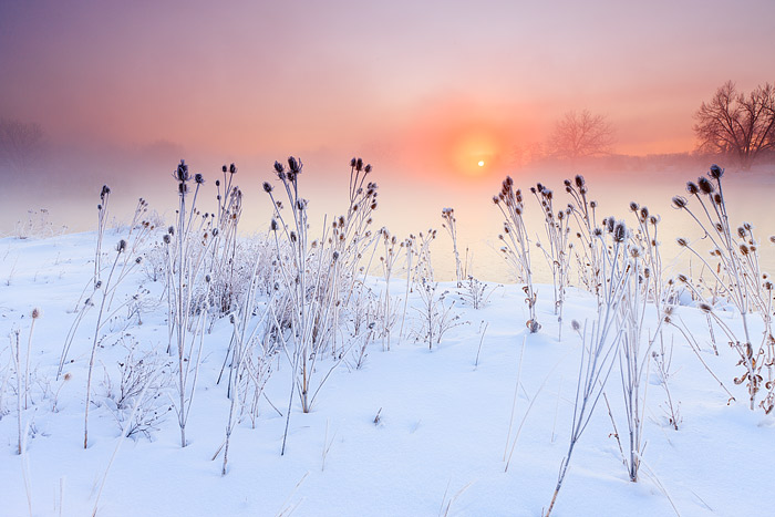 The morning Sun peaks above the horizon casting a redish hue over Boulder's Sawhill Ponds. Low lying fog drifts over a frozen...