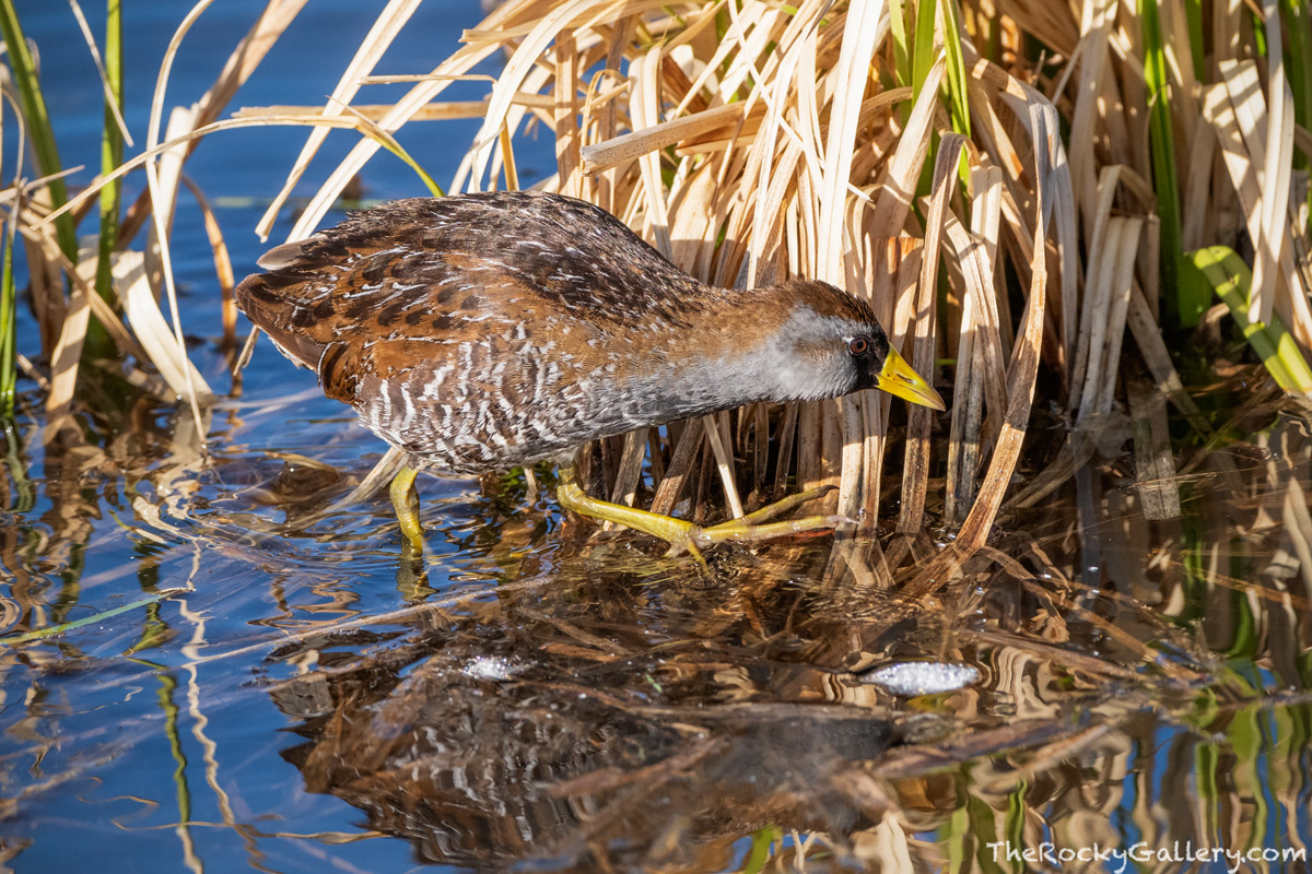 A Sora in on the prowl in the marshlands near Lily Lake on the eastern perimiter of Rocky Mountain National Park. Sora's which...
