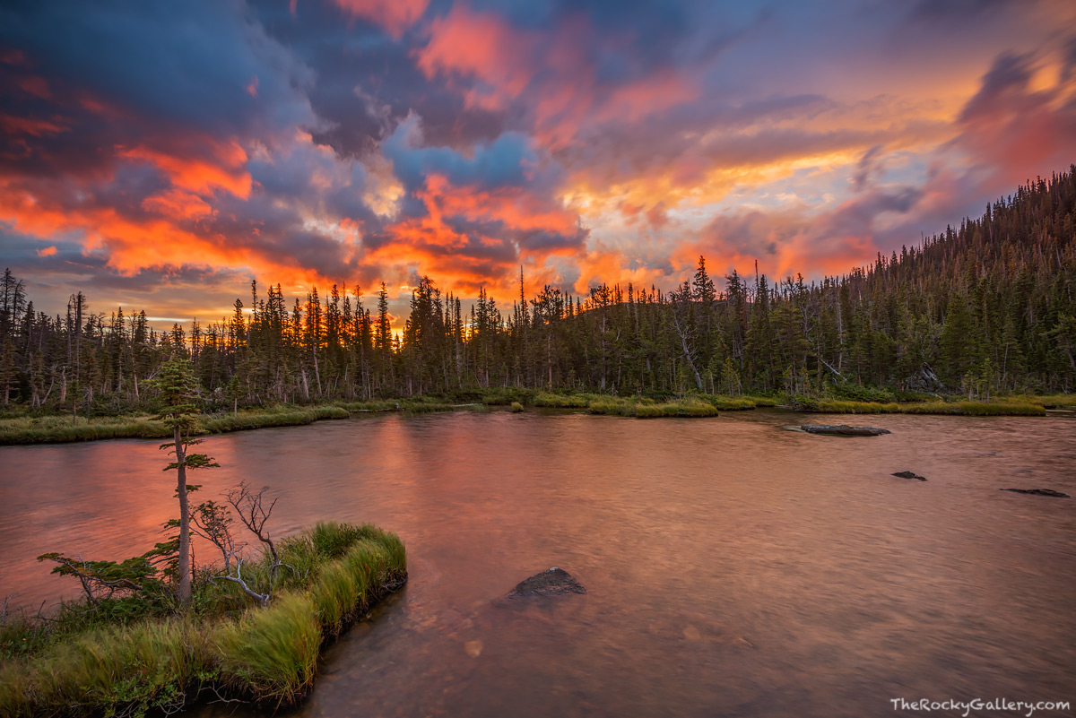 Spruce Winds Rocky Mountain National Park, Colorado Thomas Mangan