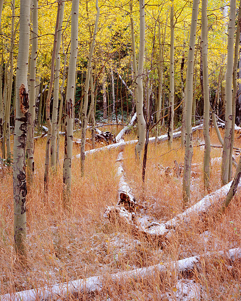 Fresh Snow helps to usher in a change of season as the Aspen leves turn a golden yellow near the Storm Pass trailhead in Rocky...