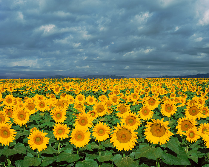 Front Range Sunflowers Boulder, Colorado Thomas Mangan Photography