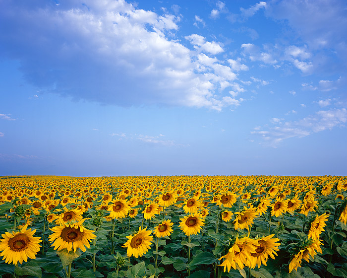 Sunflowers as far as the eye can see stretch out along the Front Range near Boulder, Colorado.