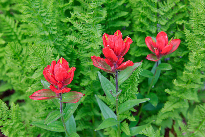 Red Indian Paintbrush flowers are a common sight along the trails of Rocky Mountain National Park during the summer months. Common...