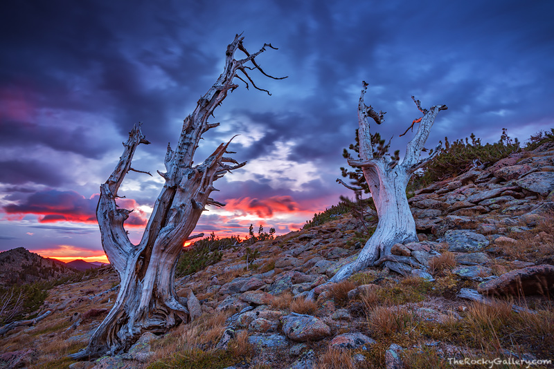 Perched high atop Tombstone Ridge, along&nbsp;Trail Ridge, two wind sculpted frames of Limber Pines are testement to the difficult...