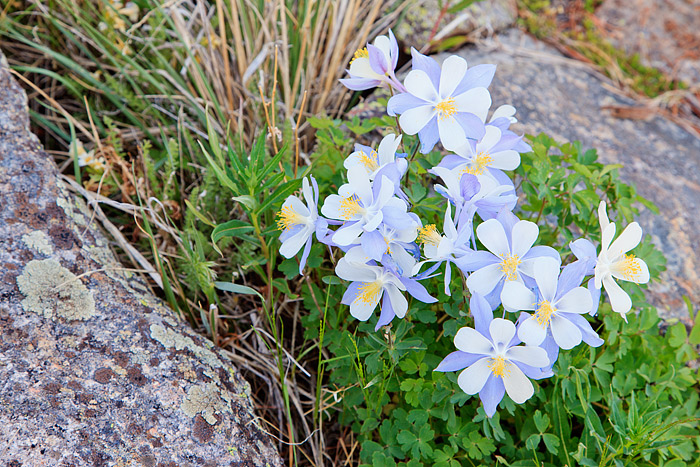 A perfect display of Colorado Blue Columbines is seen blooming amongst the talus slopes of Trail Ridge in Rocky Mountain National...