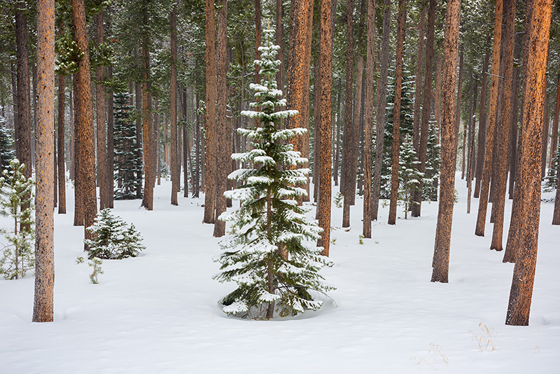 A new growth Evergreen stands tall amongst the statuesque figures of Lodgepole Pines near the base of the Twin Sisters in Rocky...