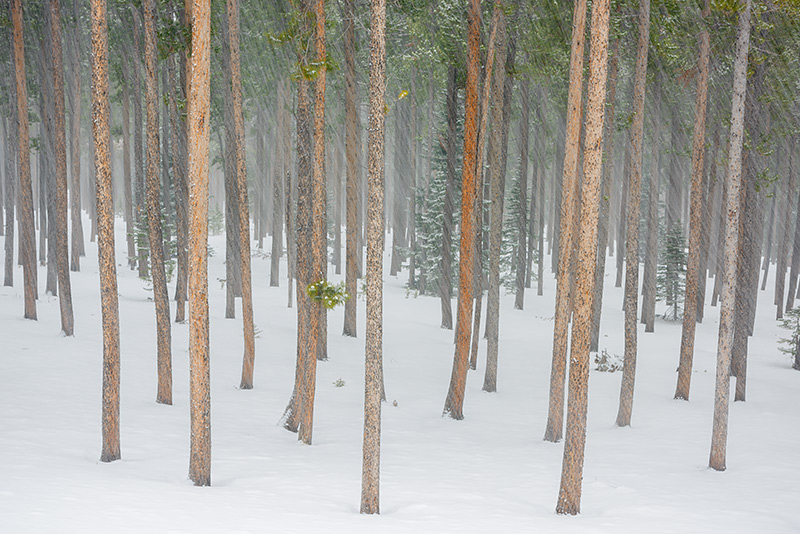 Lodgepole pines along the base of the Twin Sisters in Rocky Mountain National Park stand tall and straight through the falling...