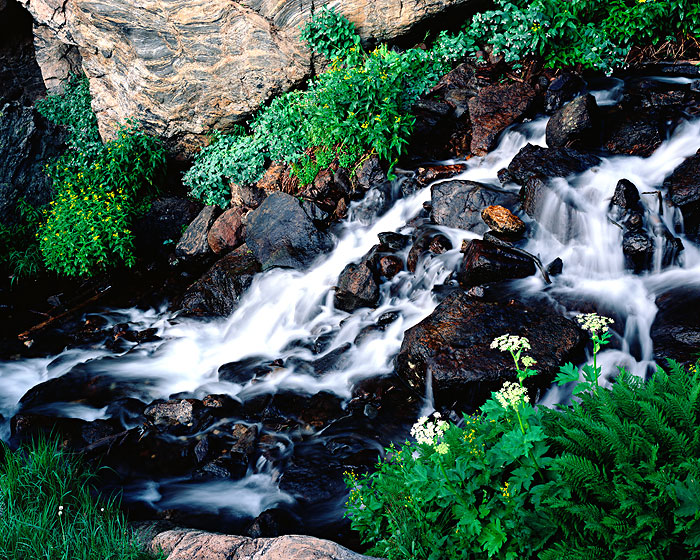 A hodgepodge of wildflowers bloom along the banks of Tyndall Creek in Rocky Mountain National Park. Summer brings a profusion...