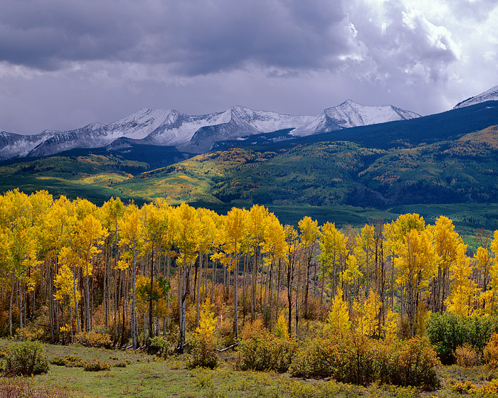 Speckled light filters through the Aspens in the West Elks near Crested Butte