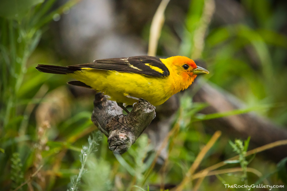 In what might be Rocky Mountain National Park's most coloful bird, a Western Tanager makes a quick stop on a perch along the...