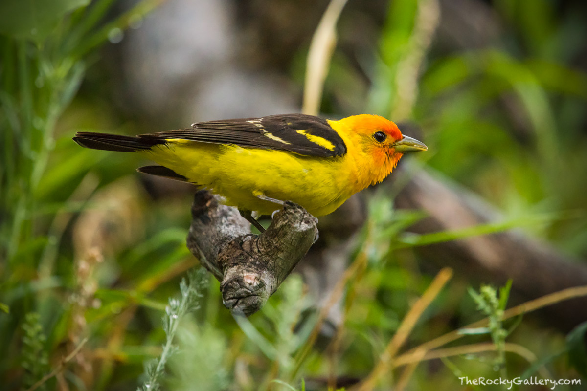 Western Tanager Rocky Mountain Natinonal Park, Colorado Thomas