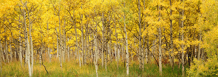 Fall color along Maroon Creek near Aspen. This grove was located along Maroon Creek road on the way to the iconic Maroon Bells...
