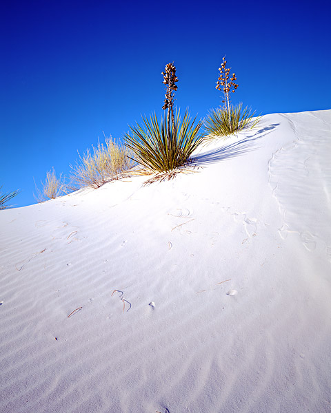 Yucca's dot the gypsum sand dunes of White Sands National Monument. White Sands National Monument is home to the largest gypsum...