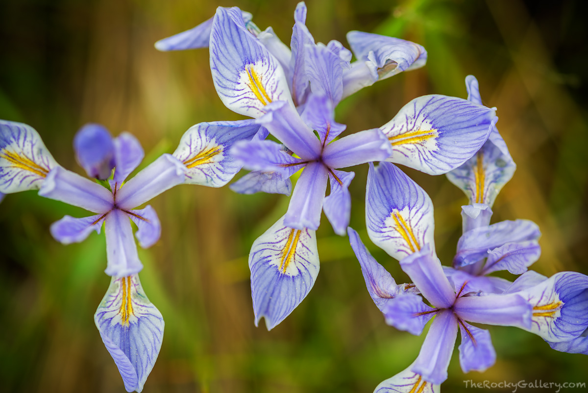 A set of Wild Iris bloom in the meadow of Lower Beaver Meadows on a warm June day in Rocky Mountain National Park. Rocky Mountain...
