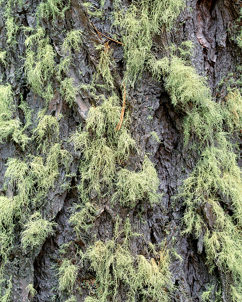Moss grows on an older Spruce tree in the Wild Basin section of Rocky Mountain National Park. Spruces trees are common in Colorado...