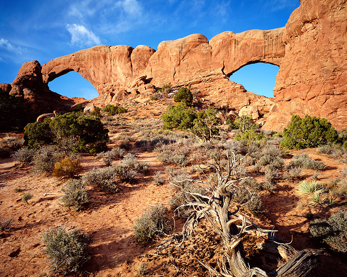 North and South Window stand tall under a cobalt blue Utah sky. High clouds glide over Arches National Park in the Windows Section...