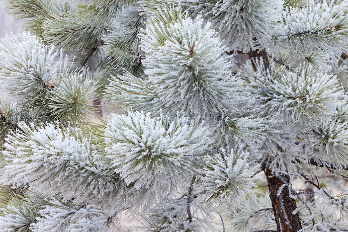 Rime ice coats the Ponderosa Pine tree's near the summit of Boulder's Flagstaff Mountain. Shooting in light fog and snow are...