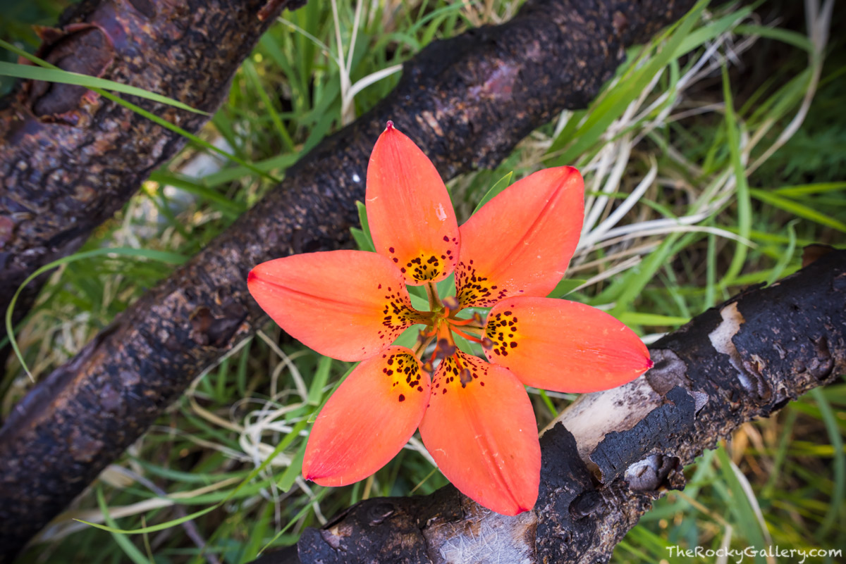 One of the most beautiful yet rare wildflowers to bloom in Rocky Mountain National Park is the wood lily. This brilliant reddish...